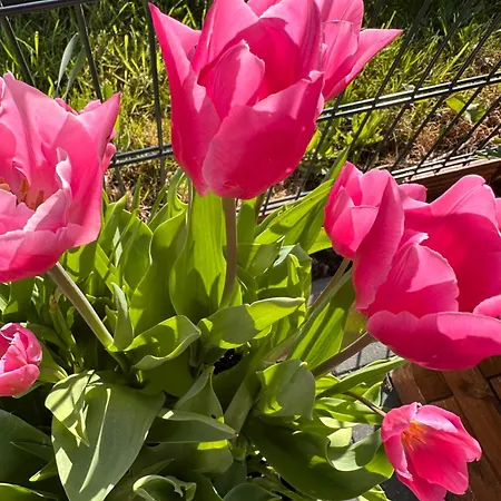 Feriendomizil Haus Margarete Mit Wallbox Ferienhaus Dornum