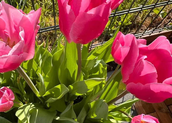 Feriendomizil Haus Margarete Mit Wallbox Casa vacanze Dornum